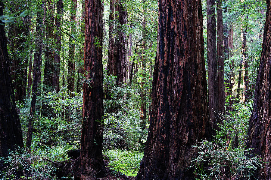 Tree Photograph - Muir Woods 2 by Megan Swormstedt