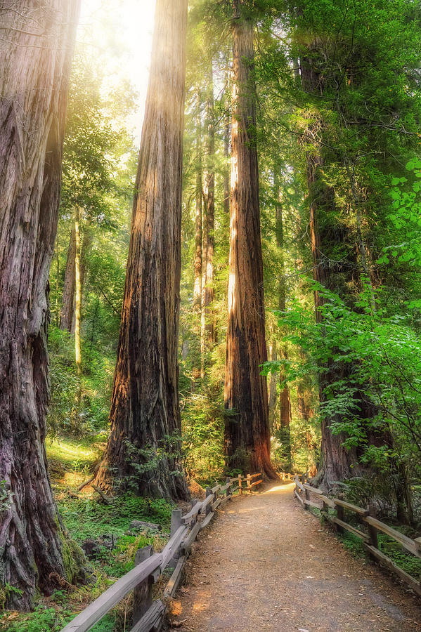 Muir Woods Forest Path and Redwood Trees Photograph by Jennifer Rondinelli Reilly - Fine Art Photography