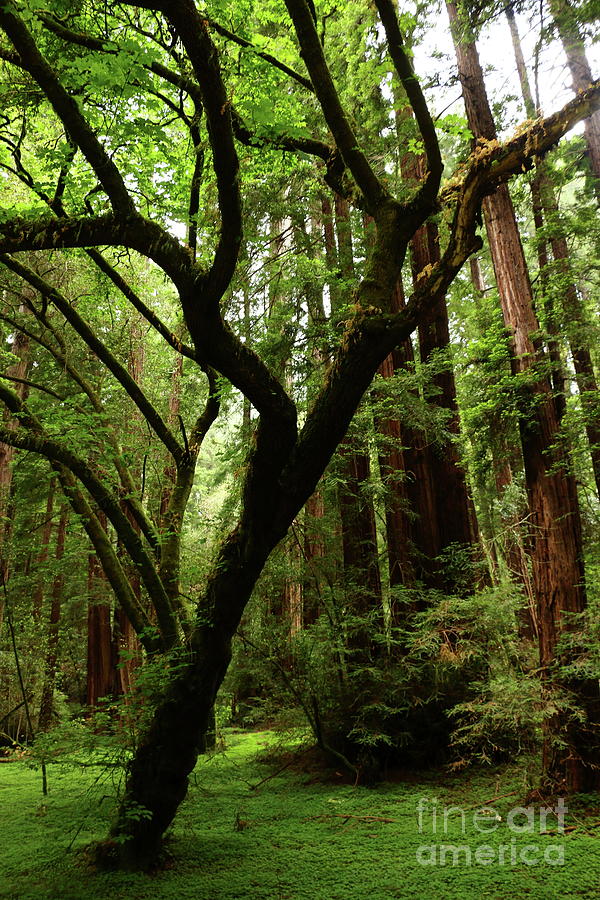 Muir Woods Impression Photograph by Christiane Schulze Art And Photography