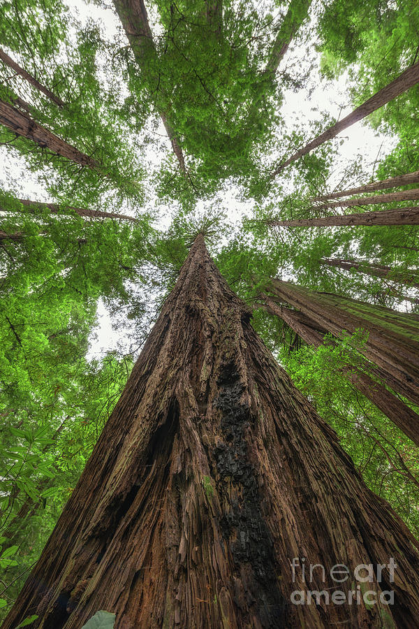 Muir Woods  Photograph by Michael Ver Sprill