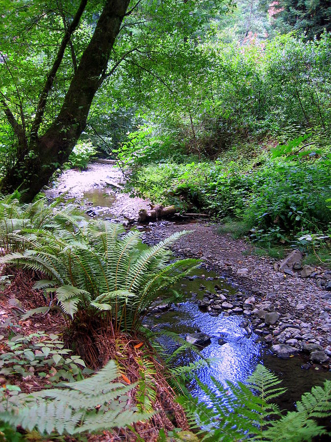 Muir Woods Mountain Stream Number One Photograph by Don Struke