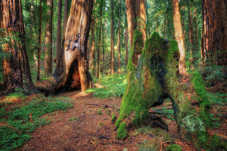 Muir Woods National Monument  Photograph by Jennifer Rondinelli Reilly - Fine Art Photography