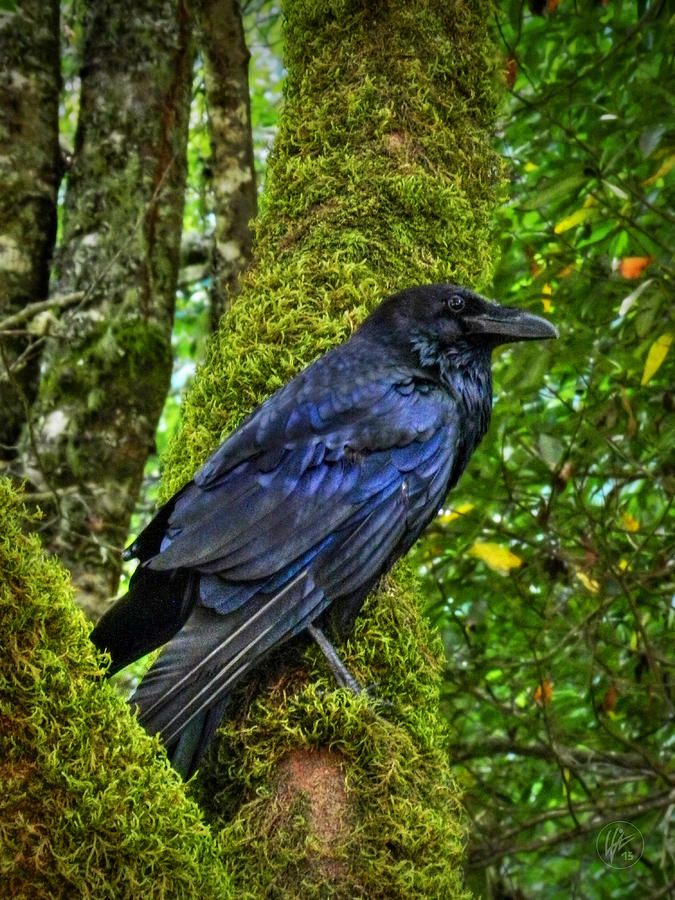 Muir Woods Raven 001 Photograph by Lance Vaughn