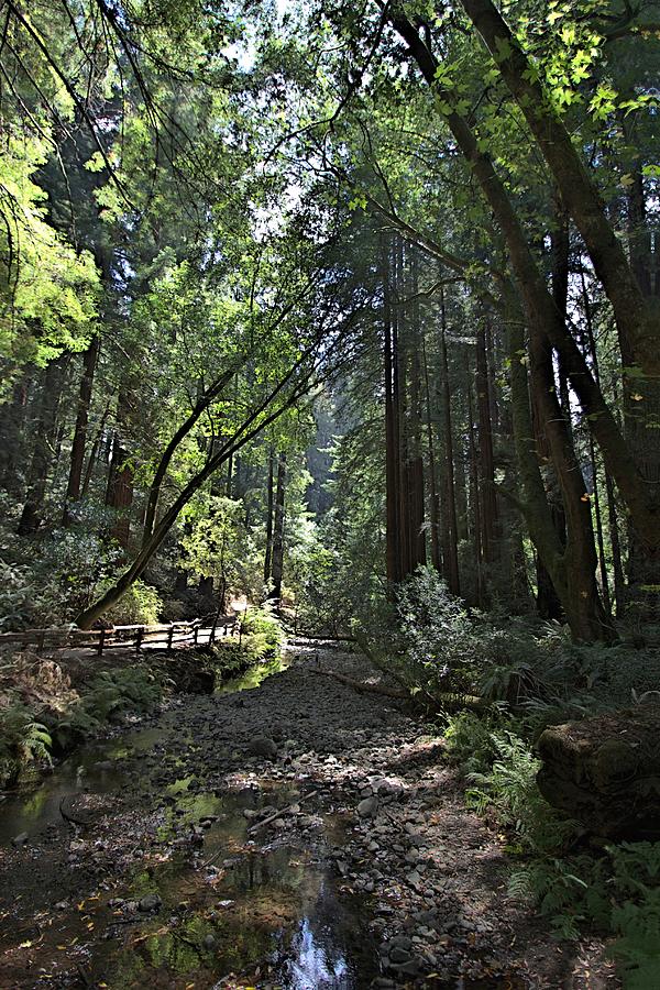 Muir Woods - Redwood Creek Photograph by Dan Twomey