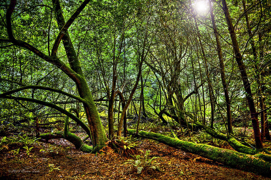 Muir Woods Rejuvenation Photograph by Brian Tada
