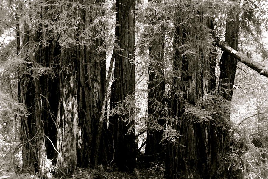 Tree Photograph - Muir Woods  by Sonja Anderson