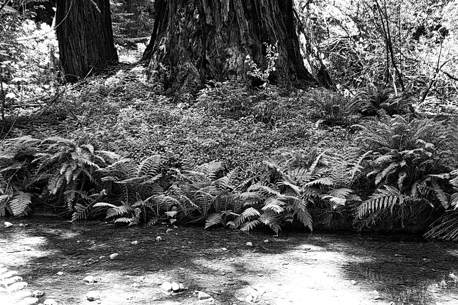 Muir Woods Study 10 Photograph by Robert Meyers-Lussier