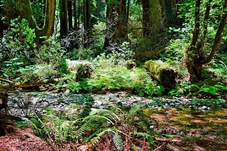 Muir Woods Study 13 Photograph by Robert Meyers-Lussier