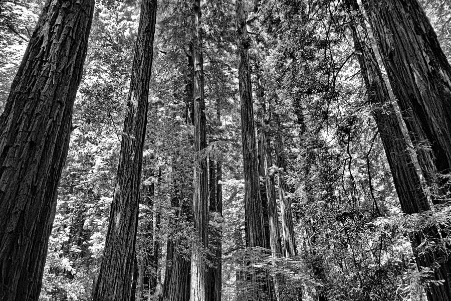 Muir Woods Study 17 Photograph by Robert Meyers-Lussier
