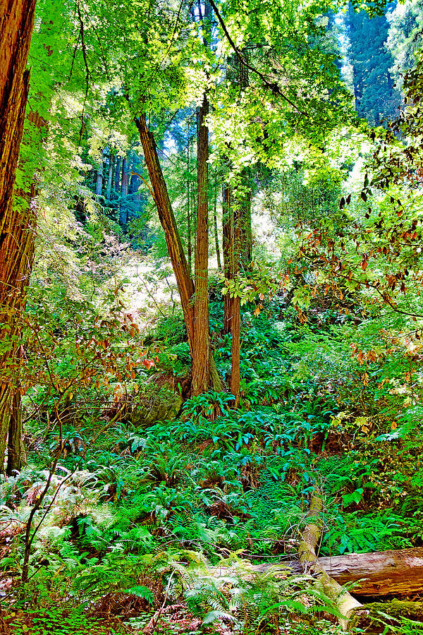Muir Woods Study 20 Photograph by Robert Meyers-Lussier
