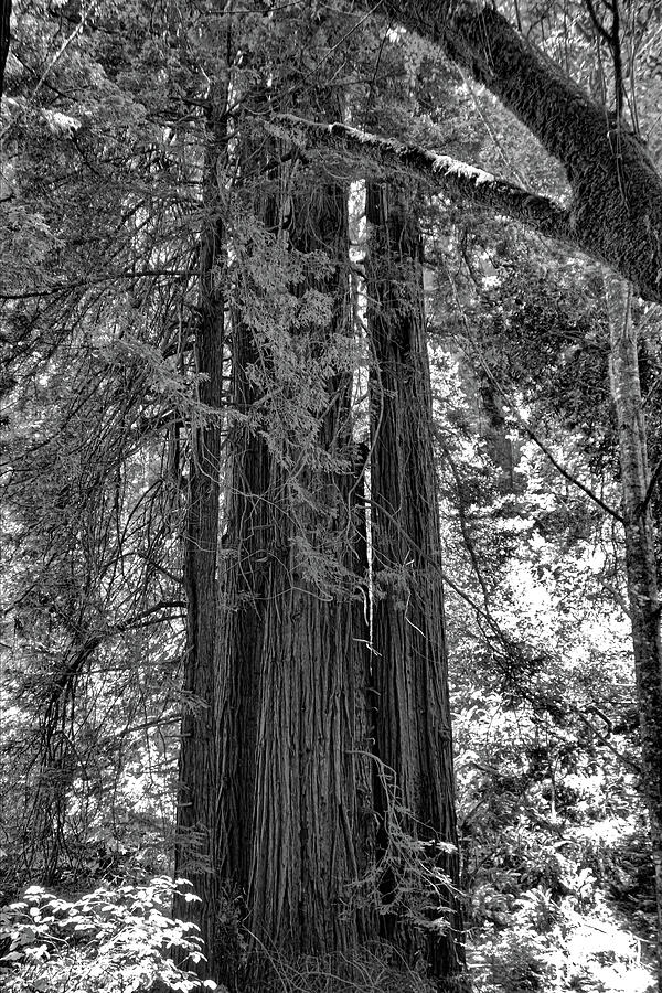 Muir Woods Study 3 Photograph by Robert Meyers-Lussier