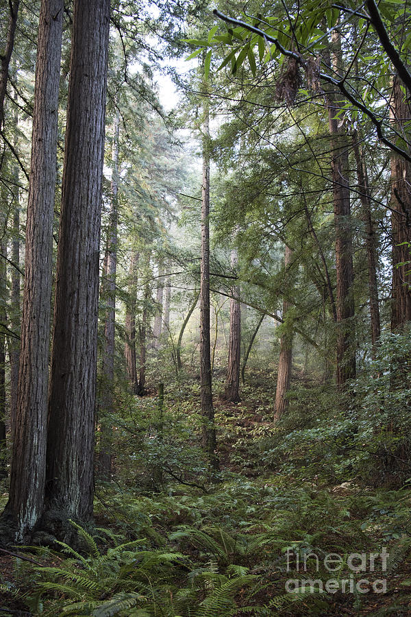 Muir Woods Tranquility Photograph