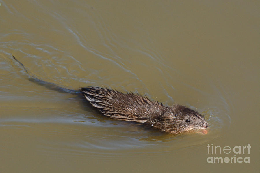 Muskrat Photograph - Muskrat swimming in lake with mouth open underwater by Merrimon Crawford