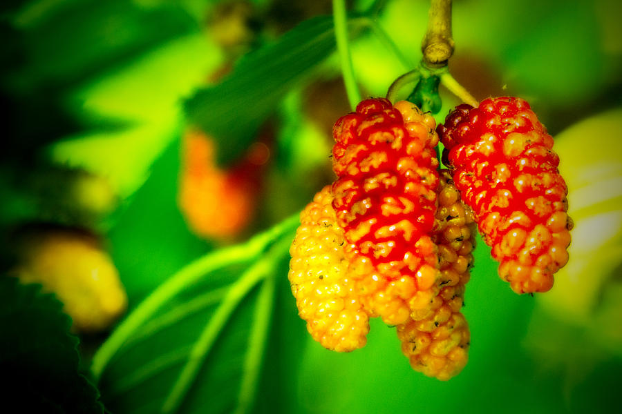 Mulberries - 2 Photograph by Barry Jones