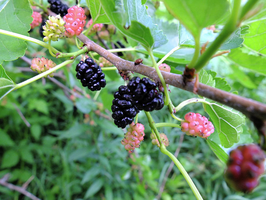 Mulberries Photograph by Scott Kingery