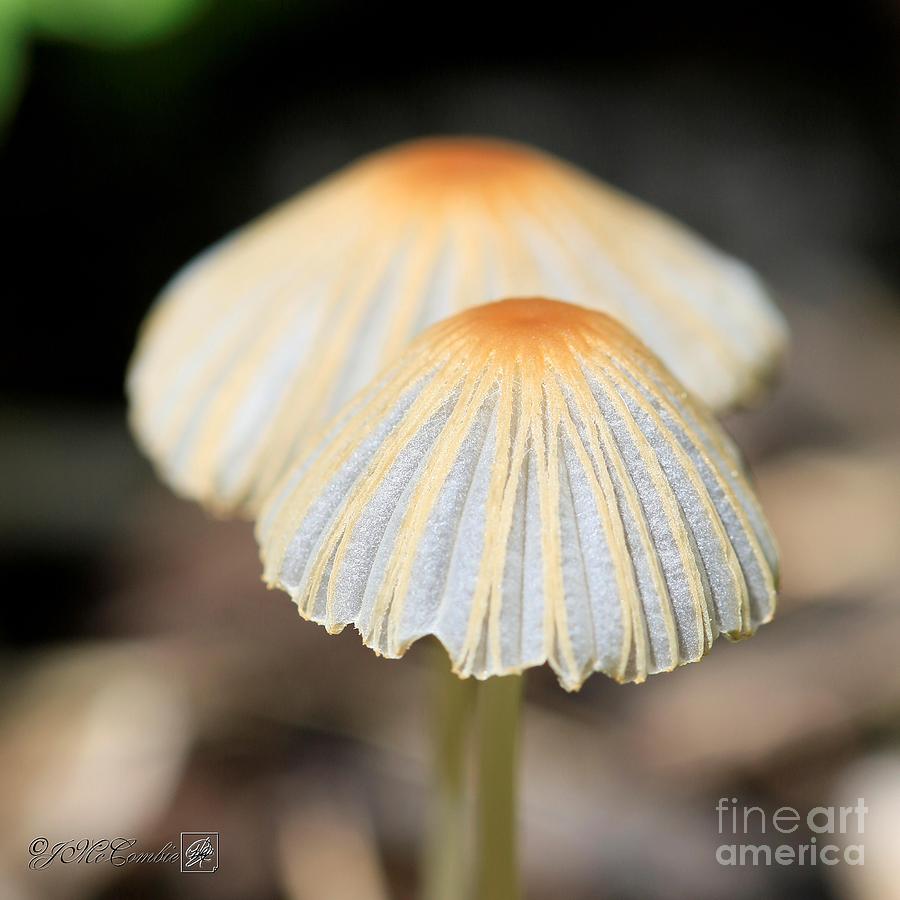 Mulch Mushroom Photograph by J McCombie