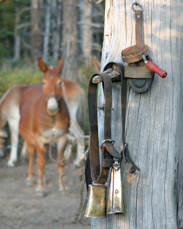 Mule Bells Photograph by Diane Bohna