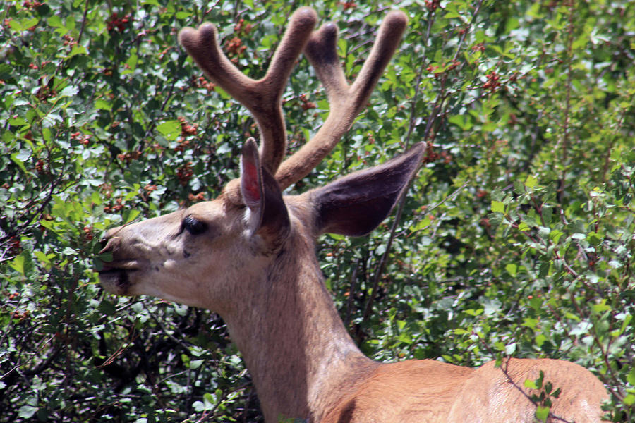 Mule Buck by Jodi Vetter Mule Buck by Jodi Vetter