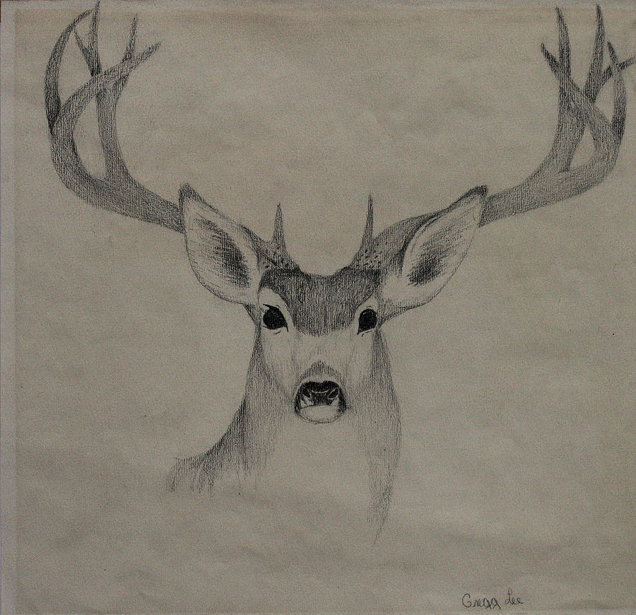 Mule Deer 1 Drawing by Gregory Lee
