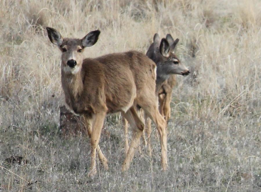 Mule Deer 1 Photograph by Linda Meyer | Fine Art America