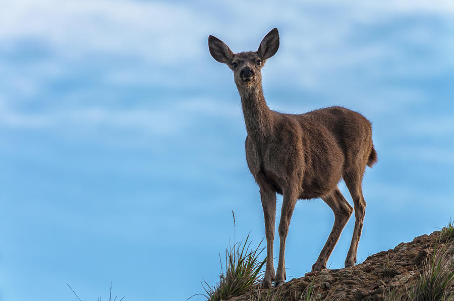 Mule Deer  Photograph by Jonathan Nguyen