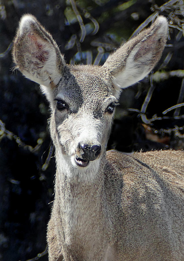 Mule Deer 4 Photograph by JustJeffAz Photography