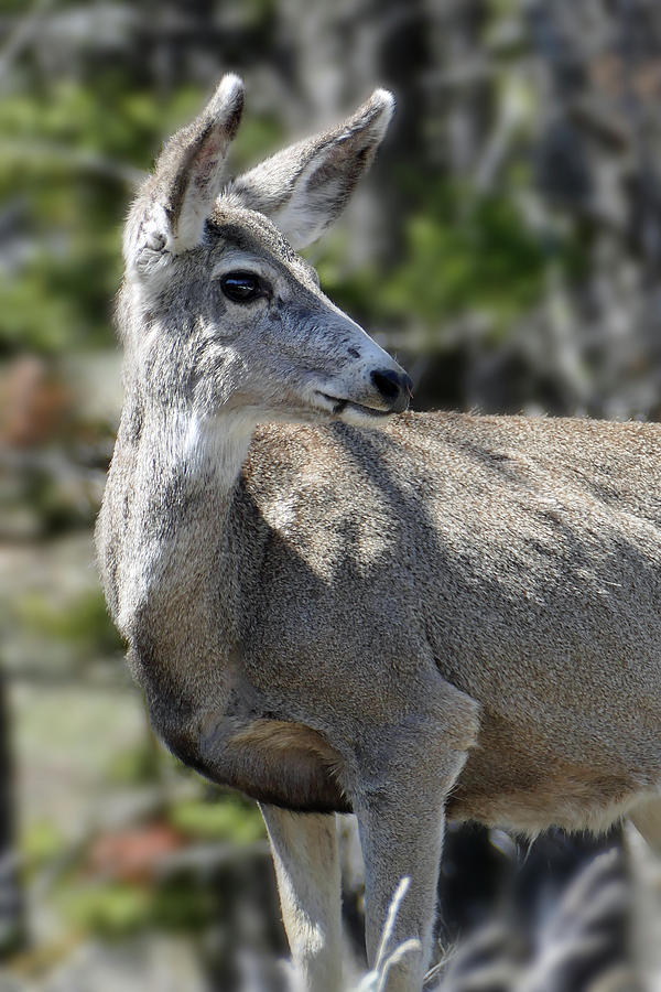 Mule Deer 5 Photograph by JustJeffAz Photography