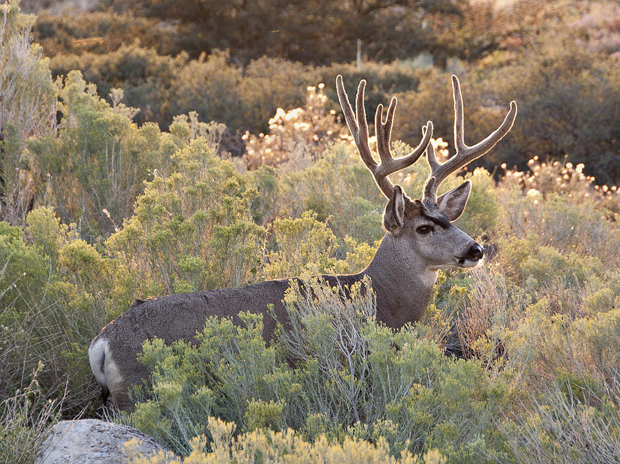 Mule Deer Photograph by Alan Toepfer