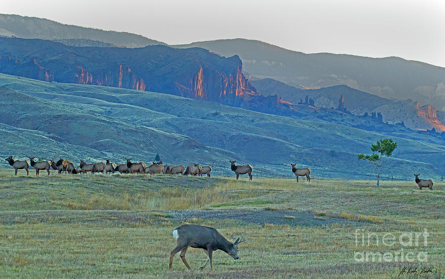 Mule Deer And Elk In The Valley-Signed-#7413 Photograph by J L Woody Wooden