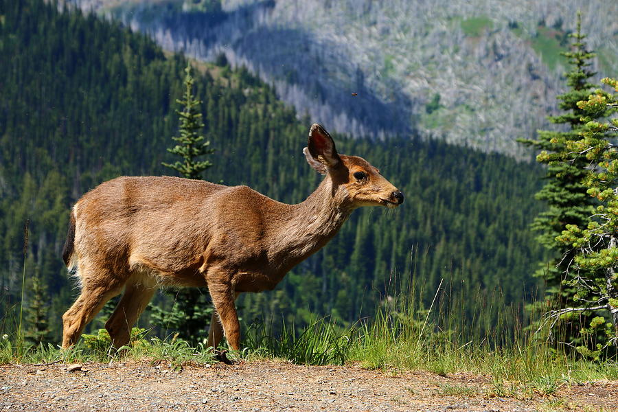 Mule Deer At Olympic National Park Photograph by Christiane Schulze Art And Photography