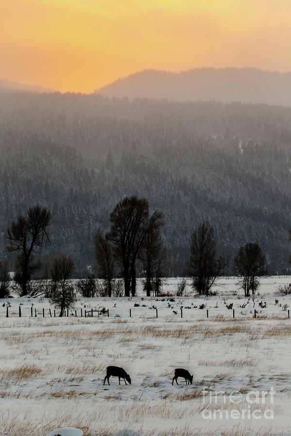 Mule Deer at Sunset - Swan Valley, Idaho Photograph by Bret Barton