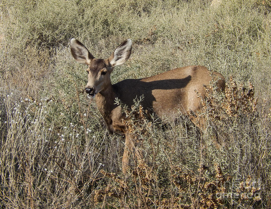 Mule Deer - Bandelier Natl Park Photograph by John Greco