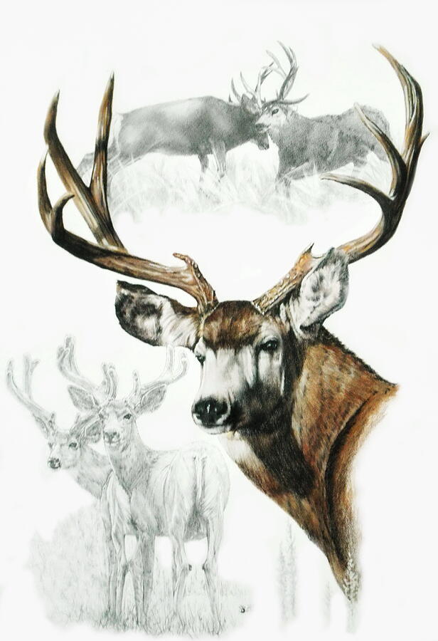 Mule Deer Mixed Media by Barbara Keith