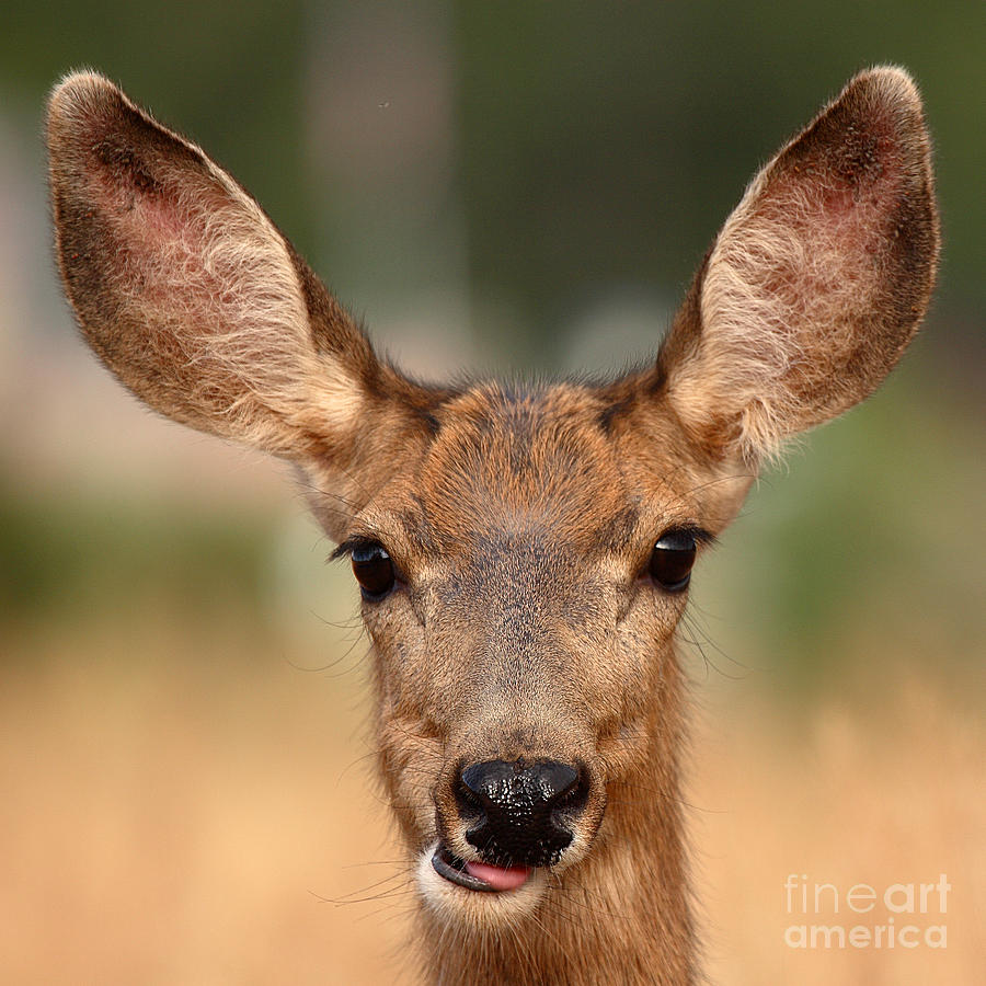 Deer Photograph - Mule Deer Being Playful by Max Allen