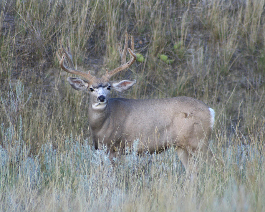 Mule Deer Photograph by Brook Burling