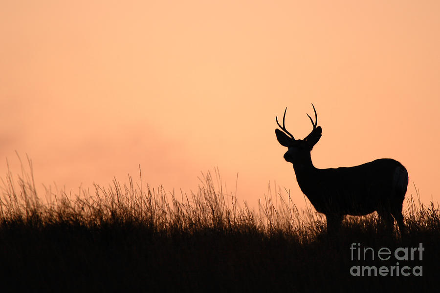 Mule Deer Buck Against South Dakota Sunset Photograph by Max Allen