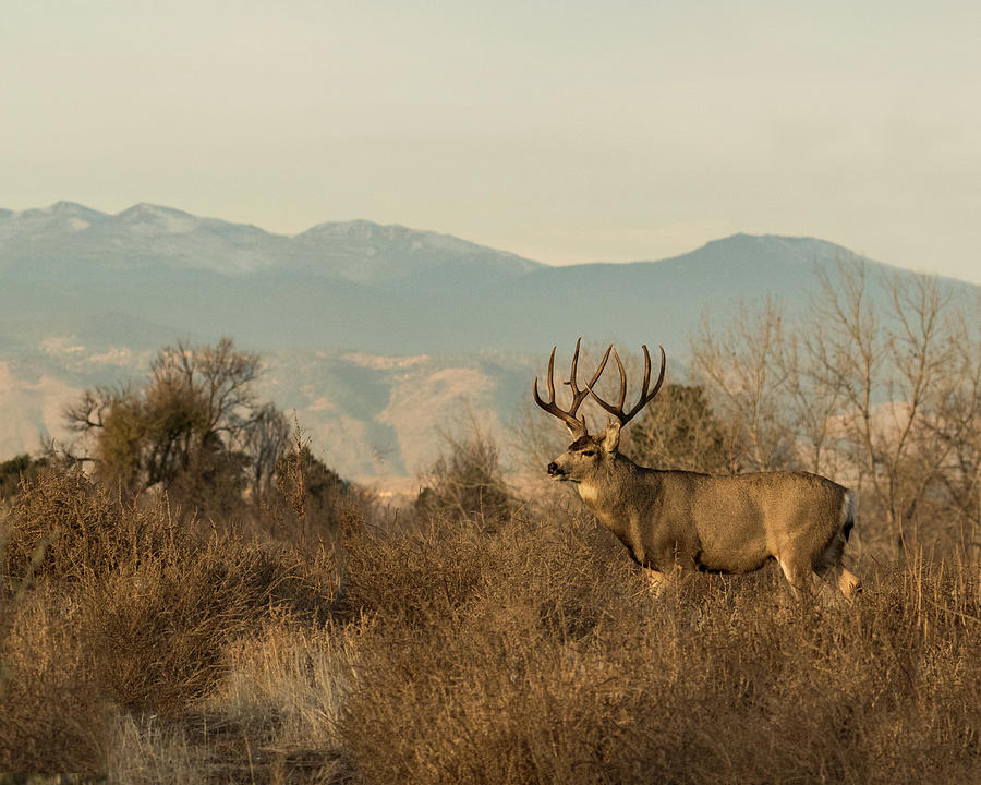 Mule Deer Buck against the Rocky Mountain Front Range Photograph by Lois Lake