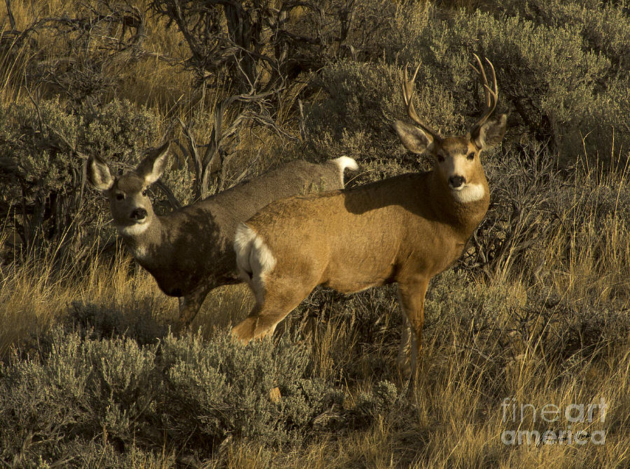 Mule Deer Buck And Doe-Signed-#7819 Photograph by J L Woody Wooden ...