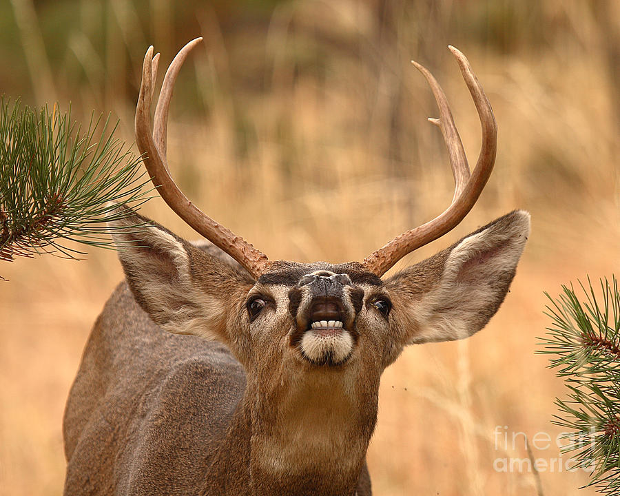 Mule Deer Buck Calling Wildly In The Forest Photograph by Max Allen