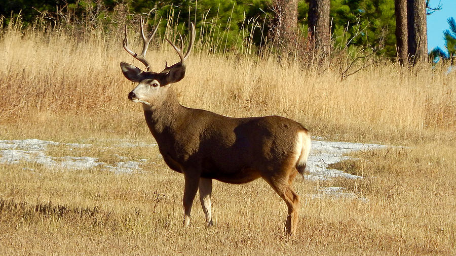 Mule Deer Buck Photograph by Dan Miller