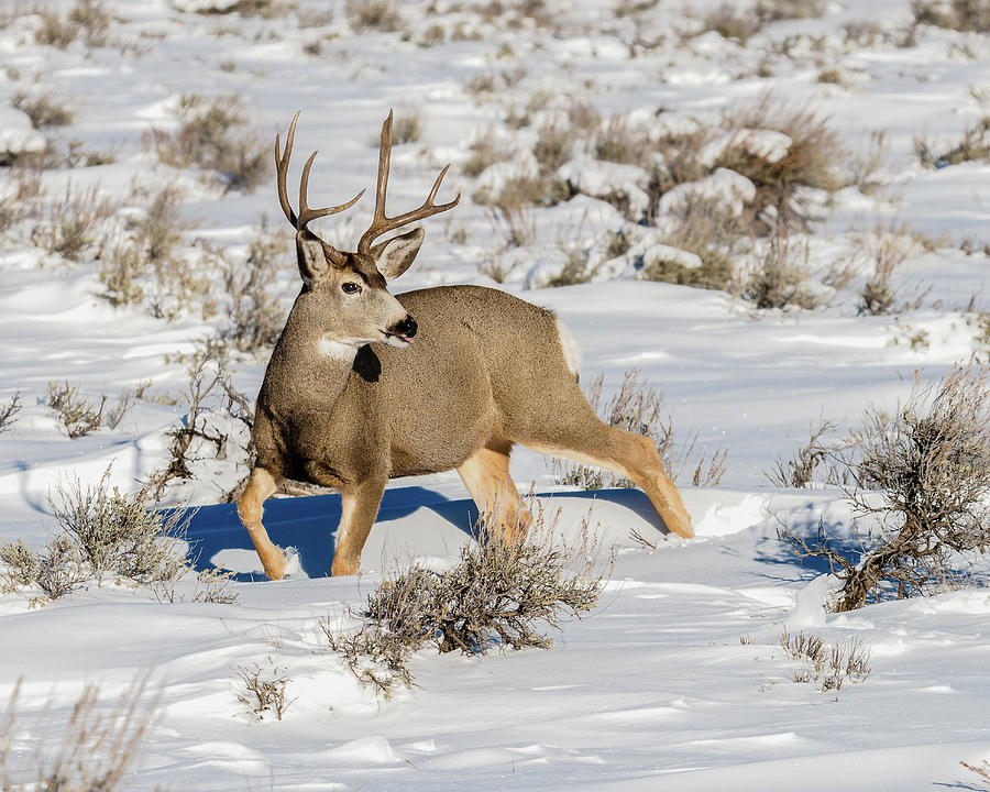 Mule Deer Buck During Rut Photograph by Yeates Photography