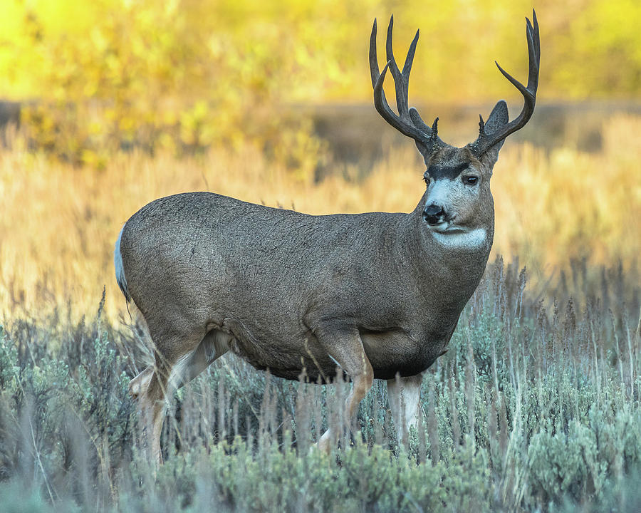 Mule Deer Buck In Colors Of Fall Photograph by Yeates Photography