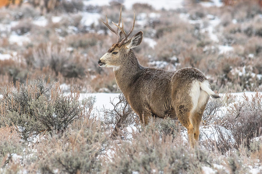 Mule Deer Buck In Deep Snow Photograph by Yeates Photography