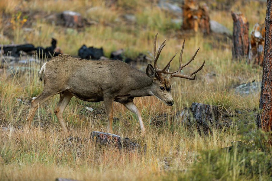 Mule Deer buck in Fall Photograph by Gary Langley