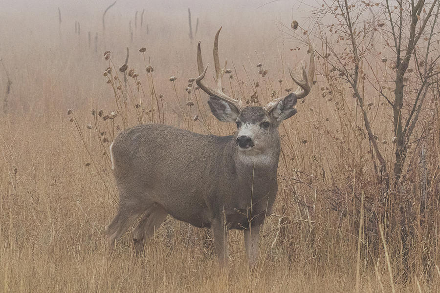 Mule Deer Buck in the Fog Photograph by Tony Hake