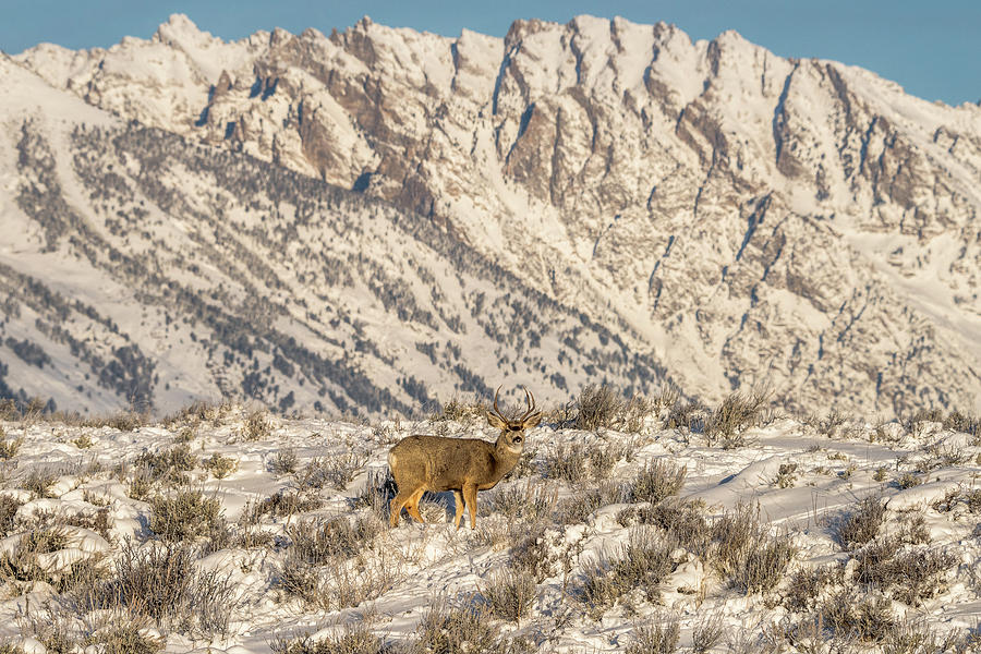 Mule Deer Buck In Winter Sun Photograph by Yeates Photography