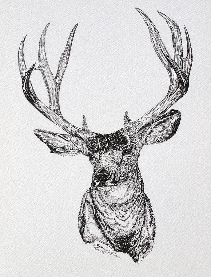 Deer Drawing - Mule Deer Buck by Lana Tyler