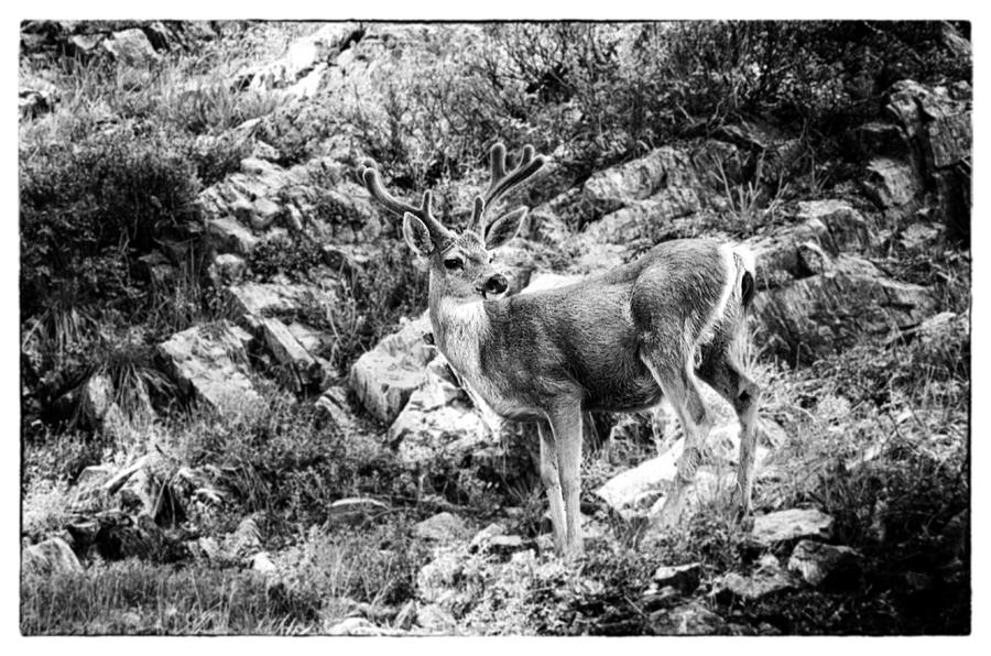 Mule Deer Buck Photograph by Lawrence Knutsson