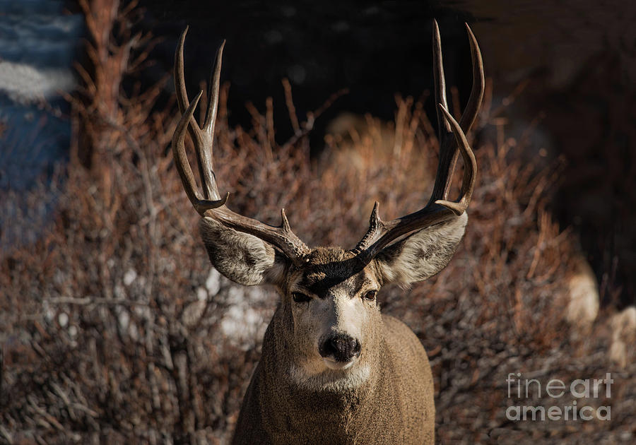 Mule deer buck portrait with large antlers Photograph by Georgia Evans ...