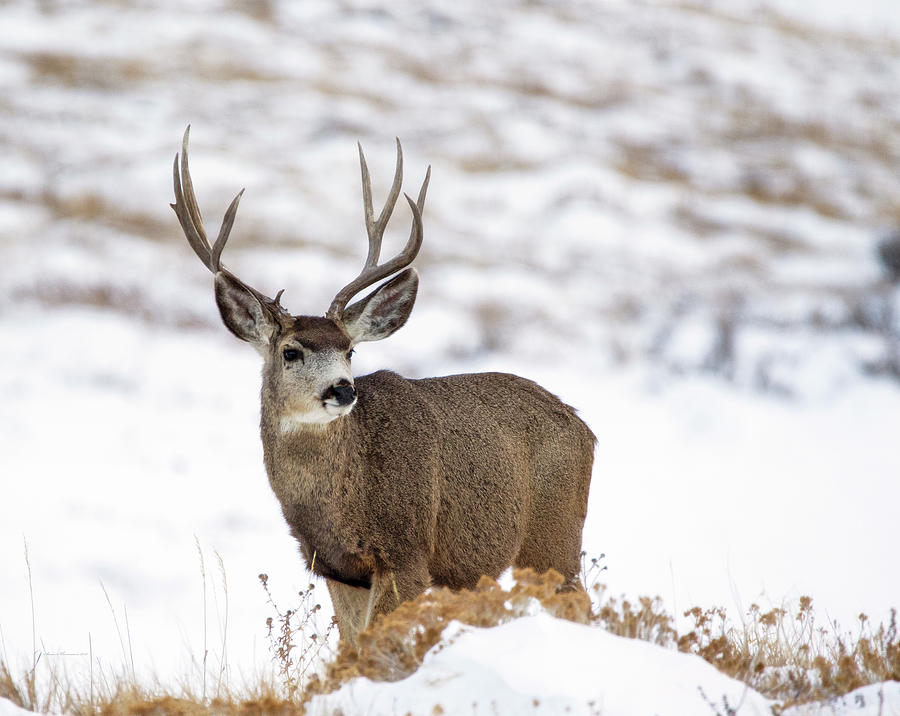 Mule Deer Buck Photograph by Sam Sherman
